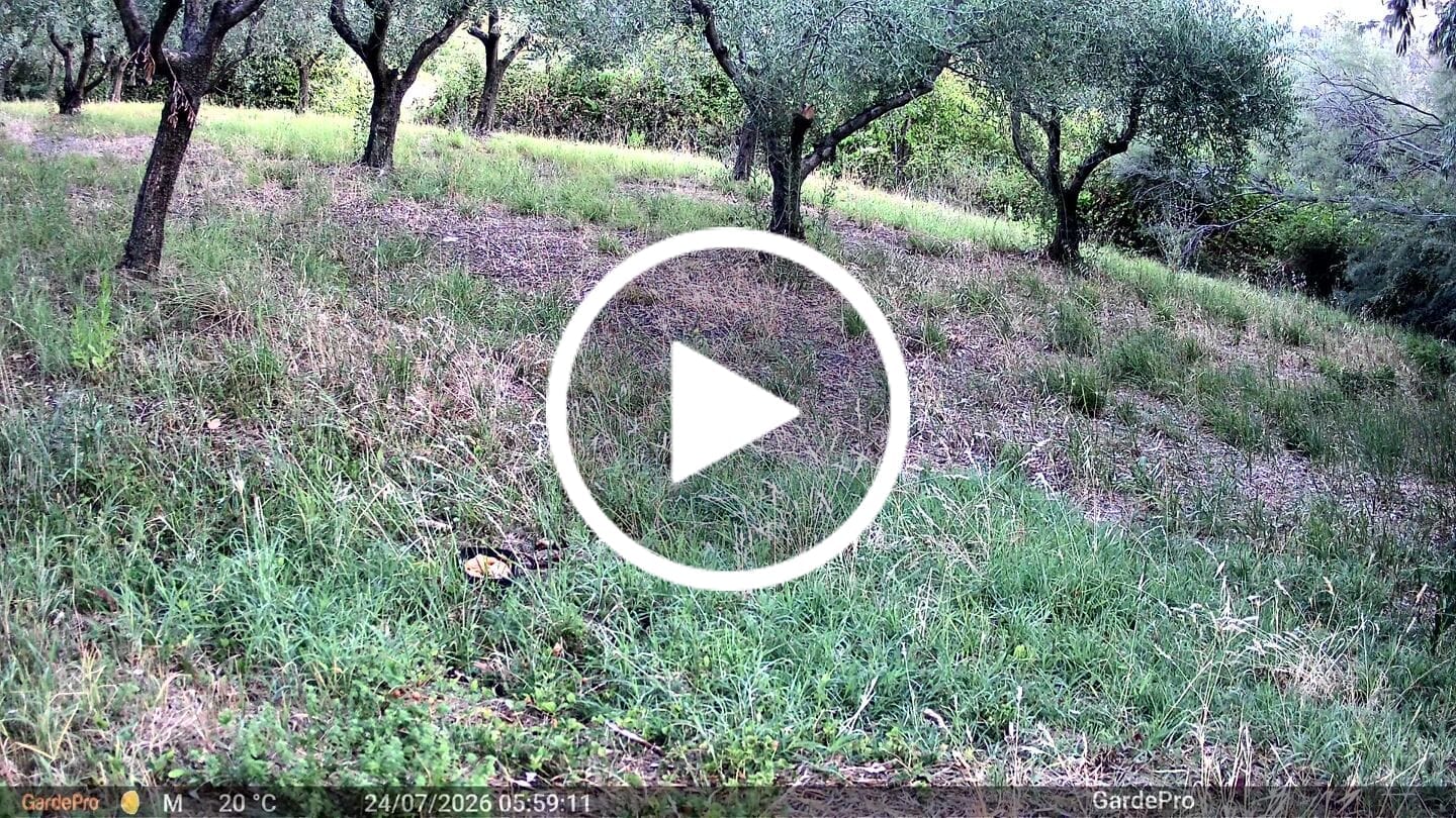 Customer video review of GardePro E8 2.0 Pro Wi-Fi Trail Camera