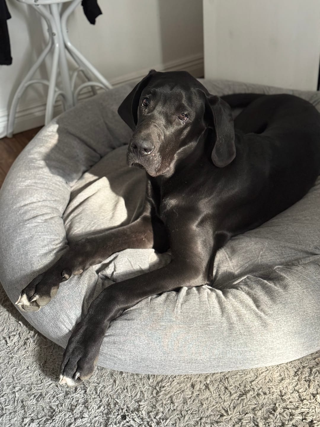 Customer photo review of CalmBed - Pälsfritt Överdrag