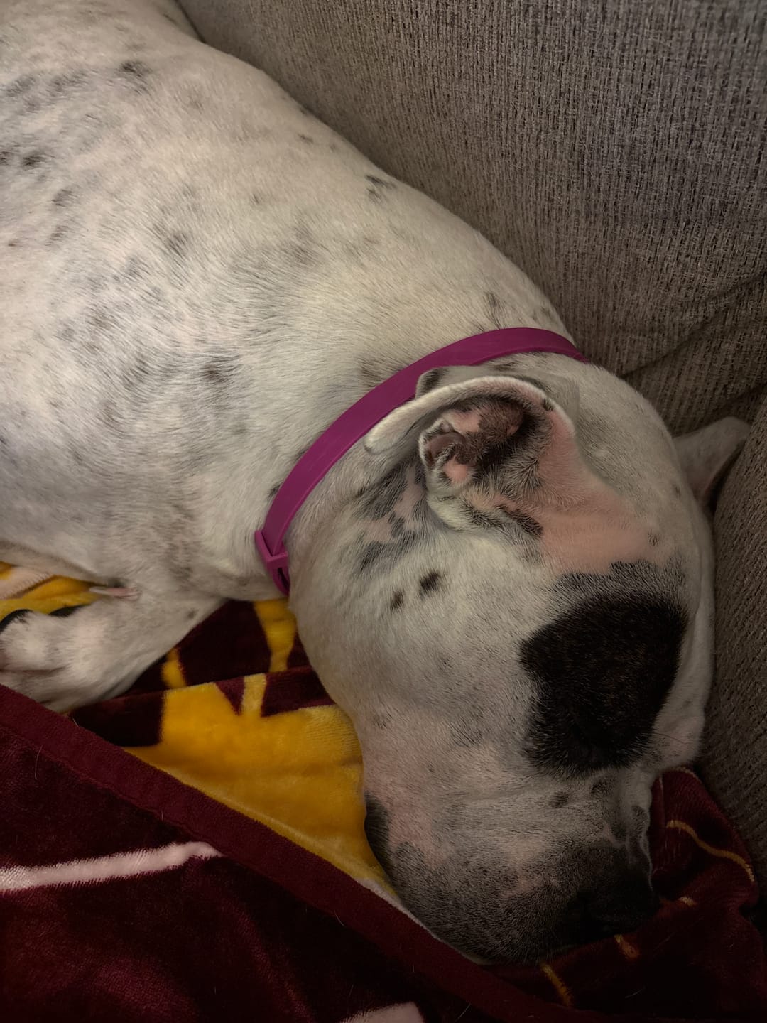 Customer photo review of FurLife™ - 8 Months All Natural Flea and Tick Collar for Dogs