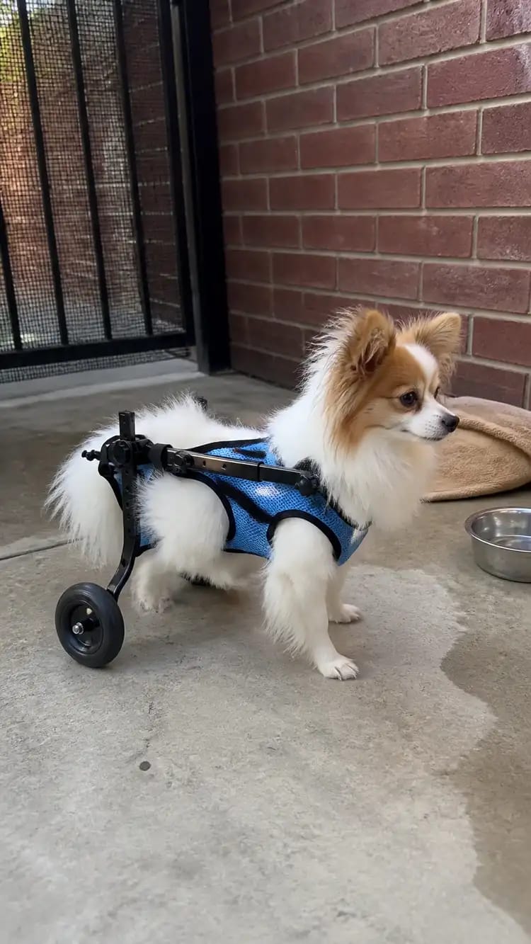 Customer photo review of JoyStride Dog Wheelchair for Small & Medium Breeds