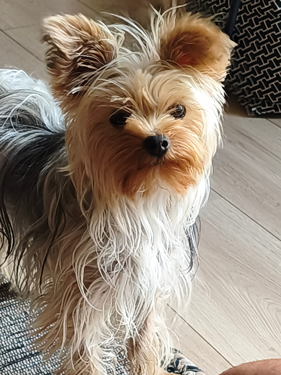 Customer photo review of Pâtée Volaille Fraîche & Légumes (x9) - Chien