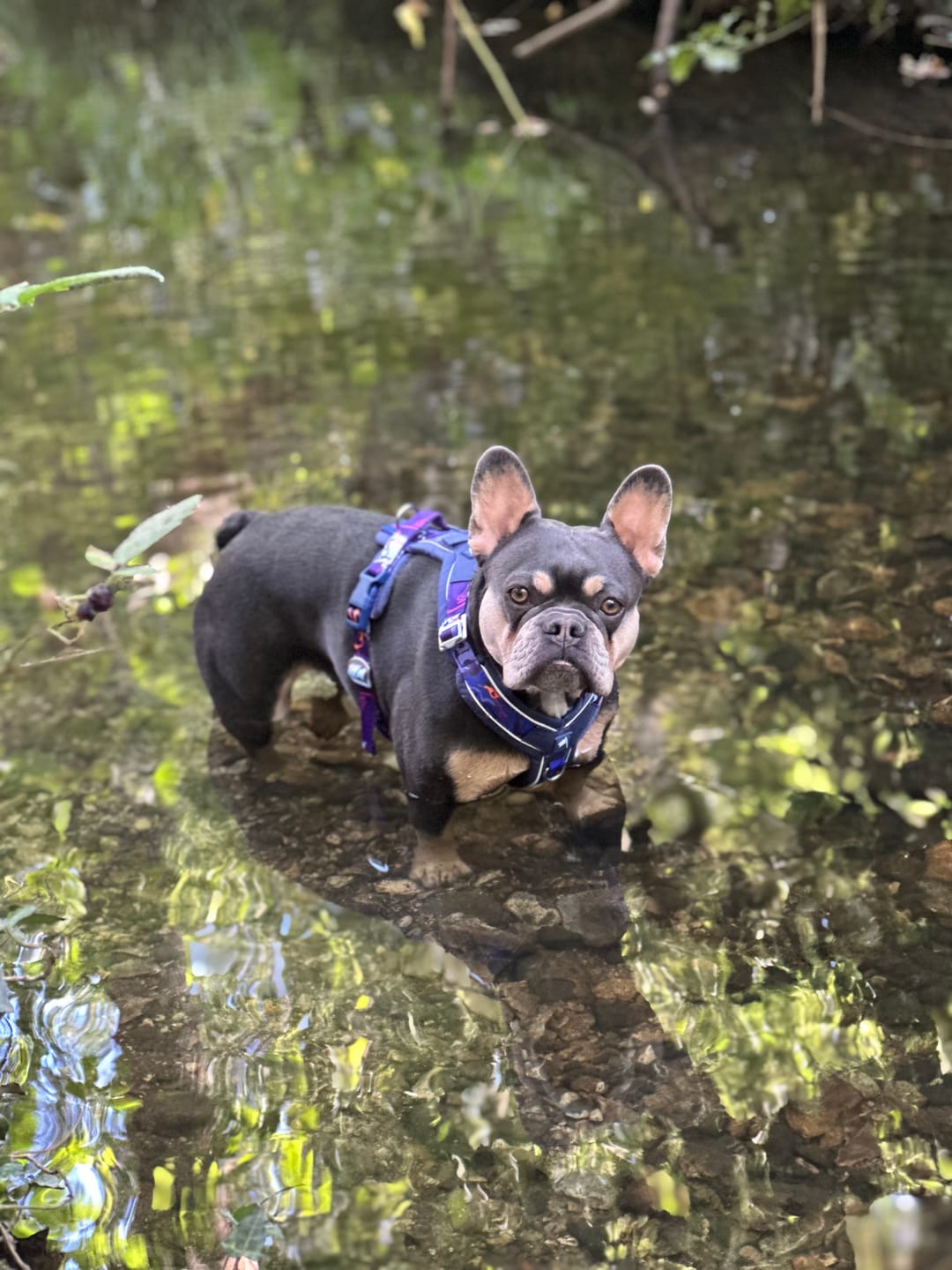 Customer photo review of Apex® Harness