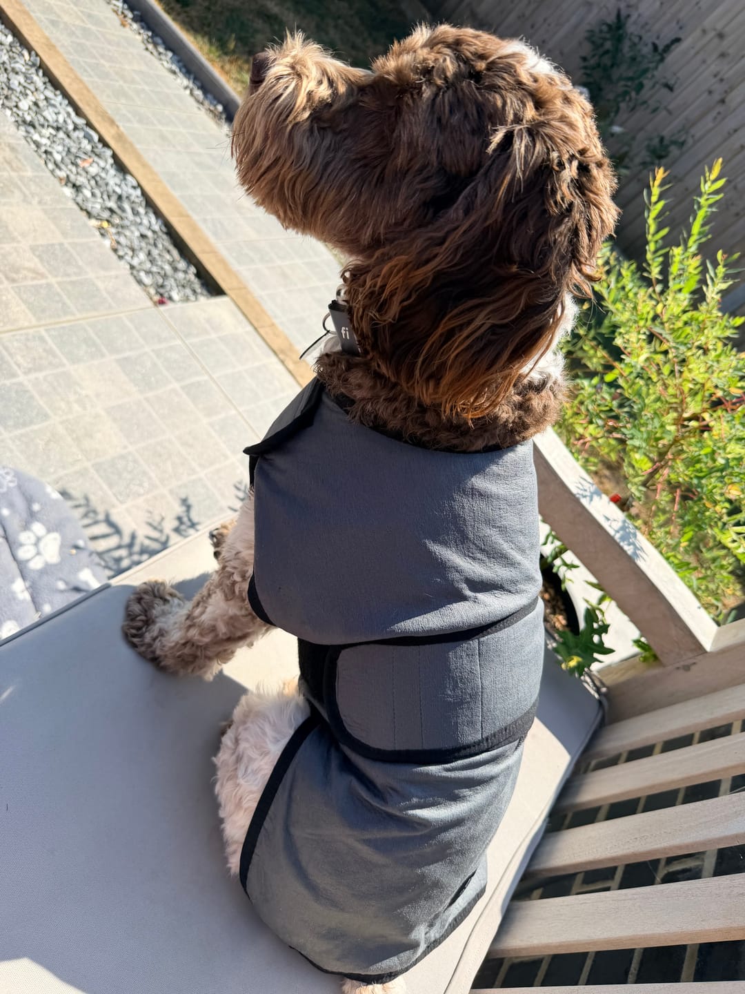 Customer photo review of Luxury Dog Cooling Coat