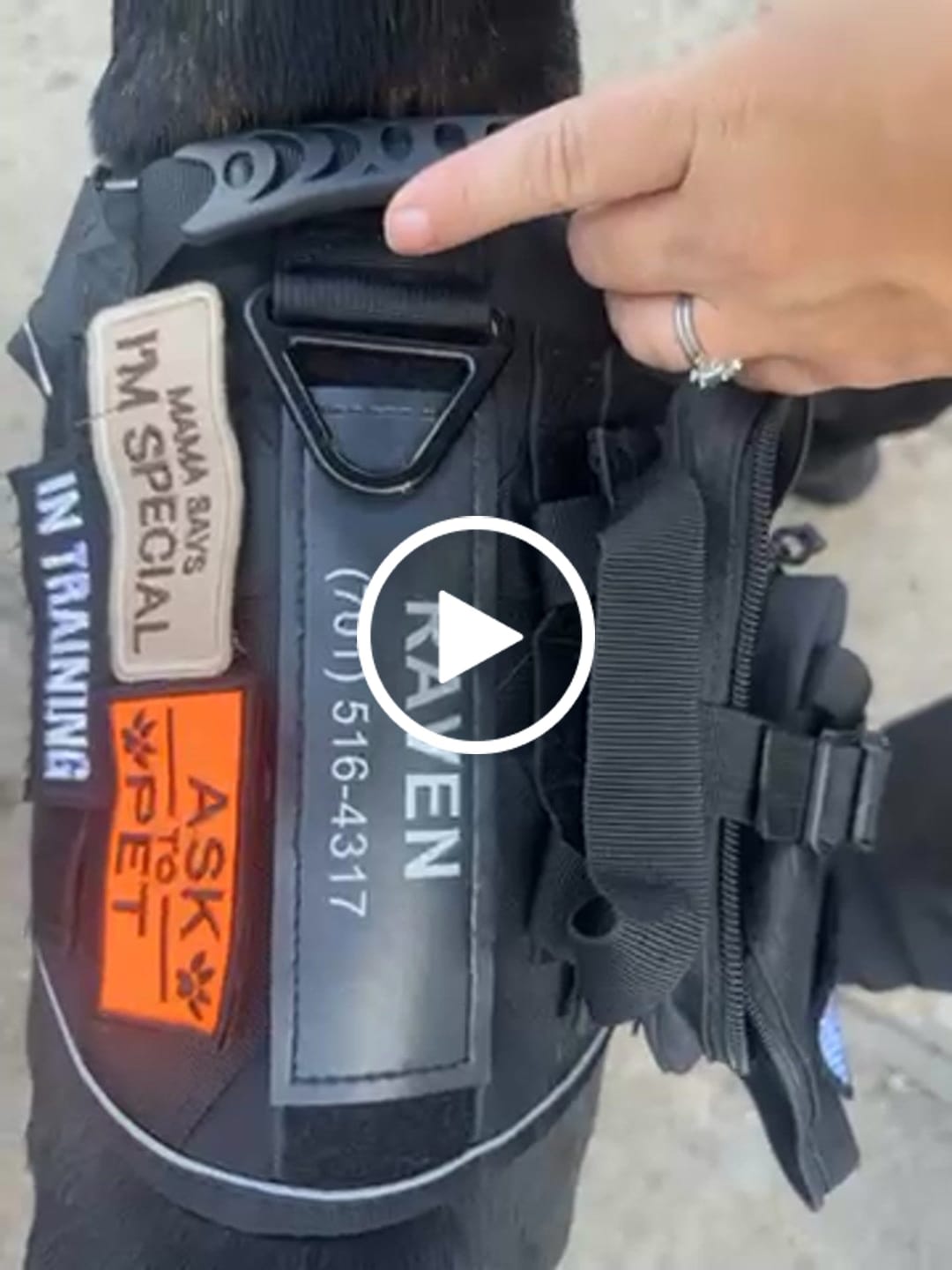 Customer video review of Team K9® Custom Harness Patch (Printed Pair)