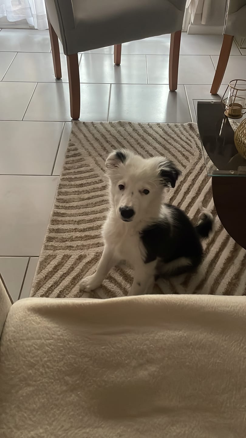 Customer photo review of PetFamily Foods Cachorros