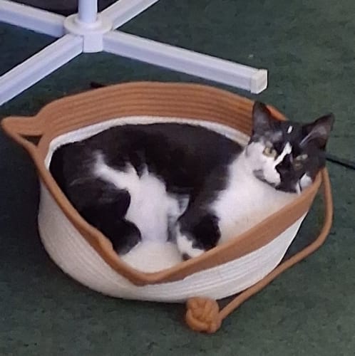 Customer's black and white cat resting comfortably in a tan and white Instinct Basket cat bed.