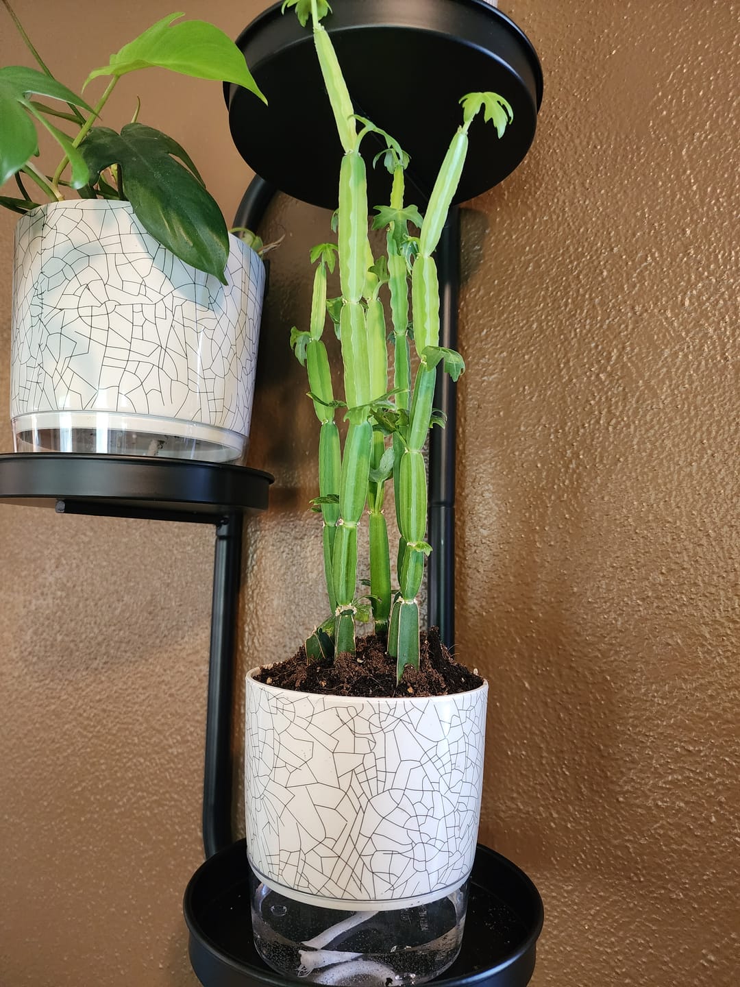 Customer photo review of Cissus quadrangularis