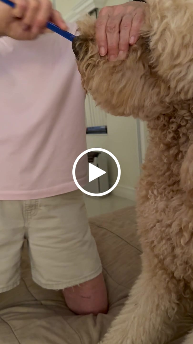 Customer video review of Fresh Breathies Dental Health Chews
