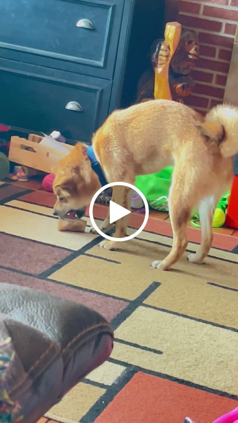 Customer video review of Smoked Beef Marrow Bones