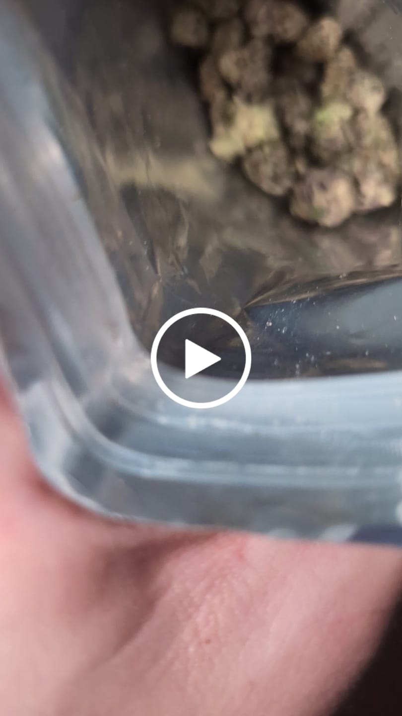 Customer video review of 🎁 Free 8th THCa (100% off)