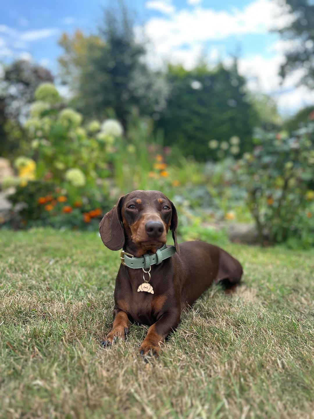 Customer photo review of Sage Dog Collar