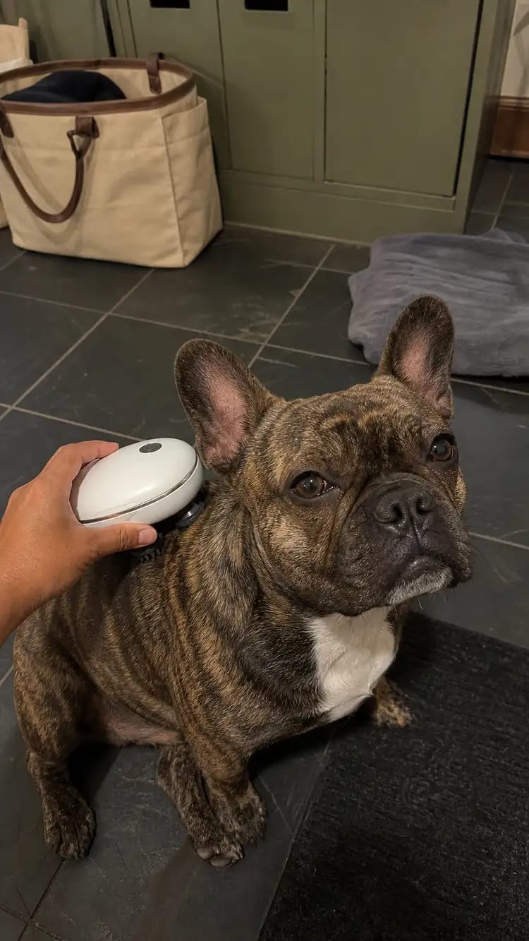 Customer photo review of Viva Pet Spa Handheld Massager