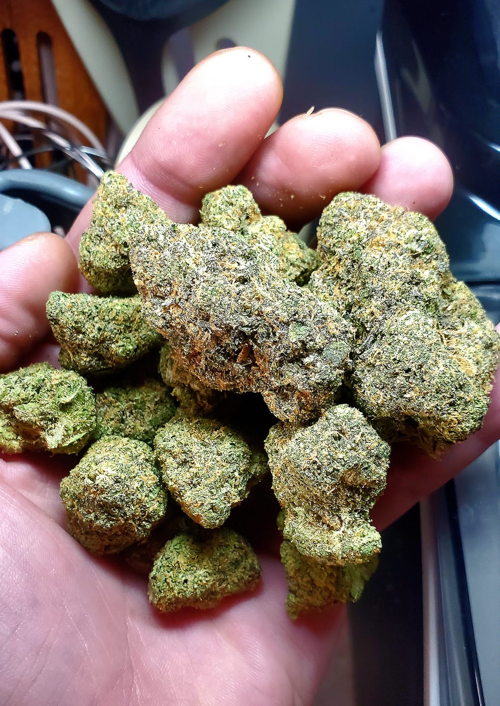 Customer photo review of Biscotti THCA Flower (Premium)