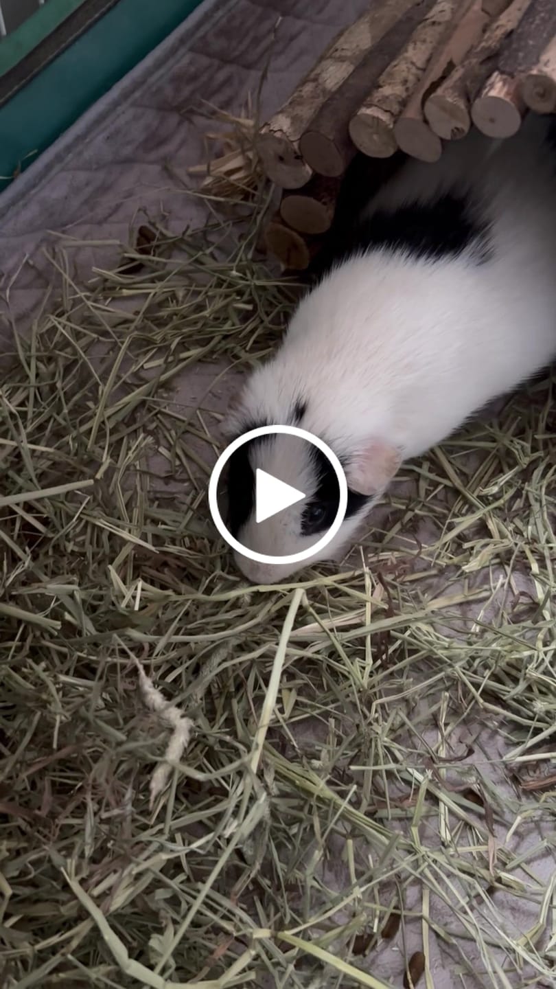 Customer video review of First Cut Timothy Hay - Ultra Premium Canadian Hay for Rabbits and Guinea Pigs