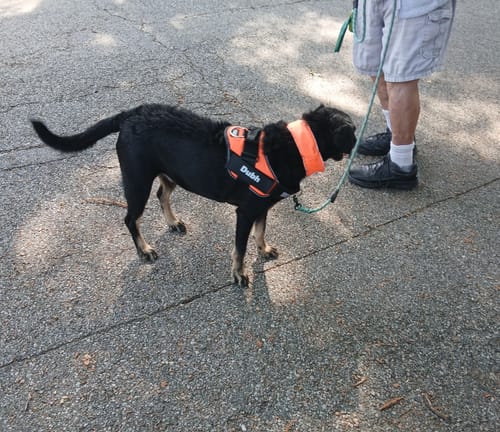 Customer's black dog wearing a bright orange Personalized Dog Harness while standing on a paved path outdoors.