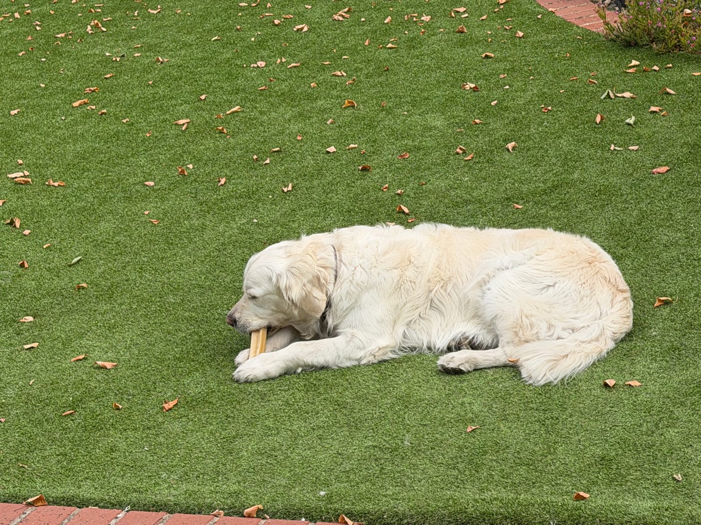 Customer photo review of Himalyan yak chew XL (Extra large)