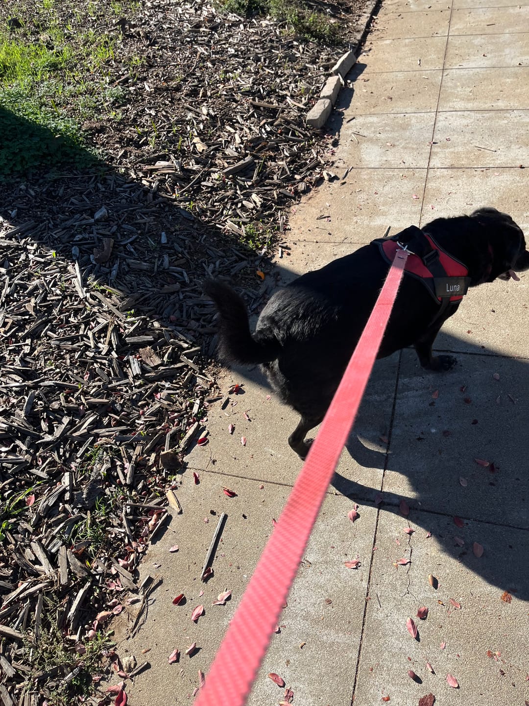 Customer photo review of Dogshood ™ Easy On