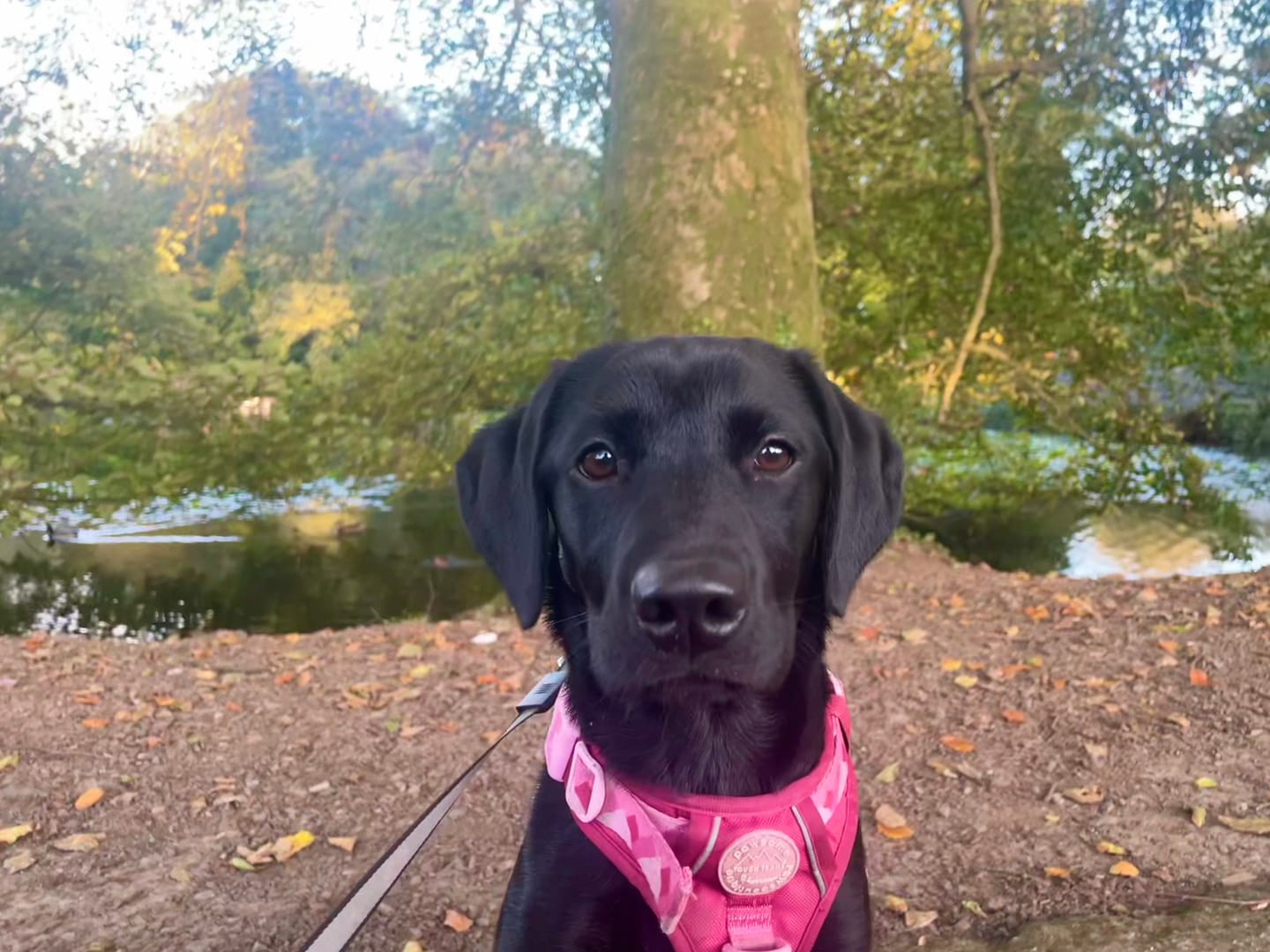 Customer photo review of Tough Trails™ Harness - Walkies Ready® Raspberry Pink