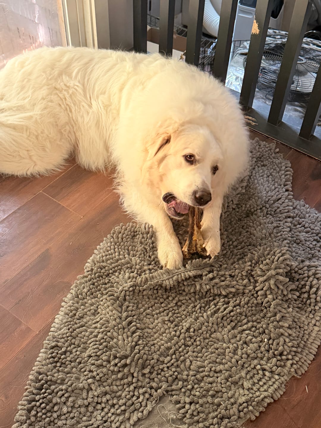 Customer photo review of Power Chewer Medium Box — 8 Ostrich Treats for Serious Chewers