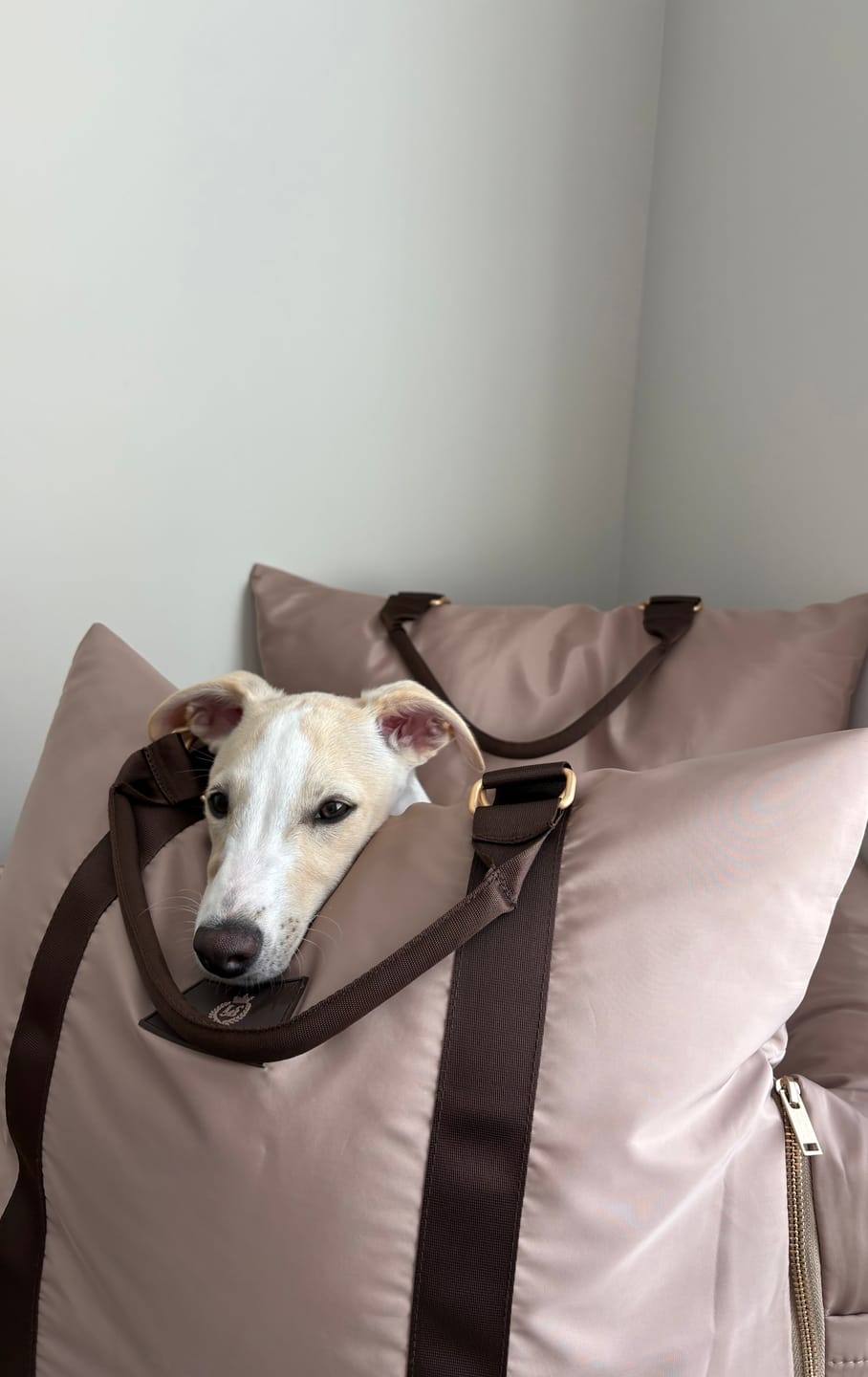 Customer photo review of Travel Dog Pod - Rosewood