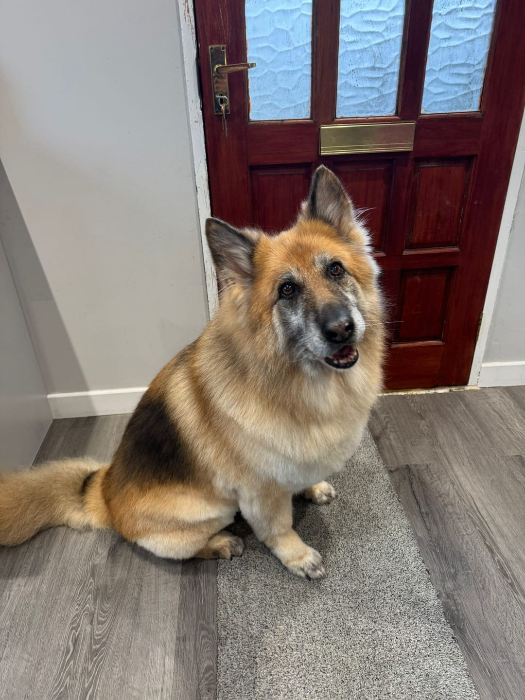 Customer photo review of Glucosamine Powder For Dogs