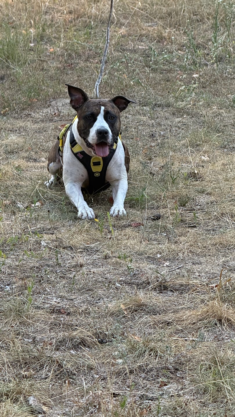 Customer photo review of Anti Pull Hurricane Harness Lighter | With Handle - Black X Yellow