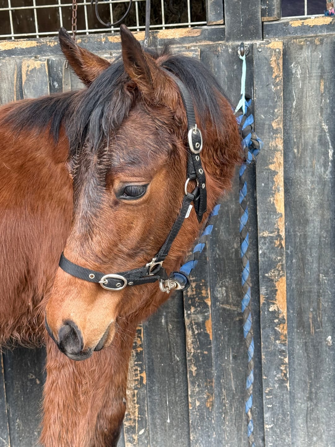 Customer photo review of Blue Tag Web Halters Small Sizes