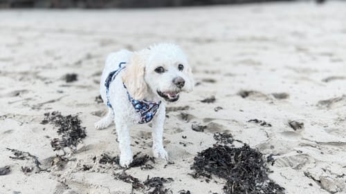 Customer photo review of Paddington™ Tough Trails™ Harness - London