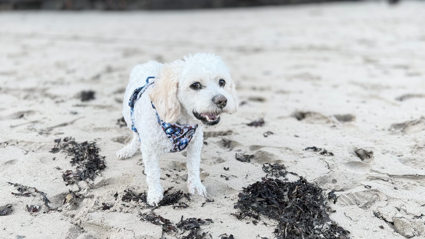 Customer photo review of Paddington™ Tough Trails™ Harness - London