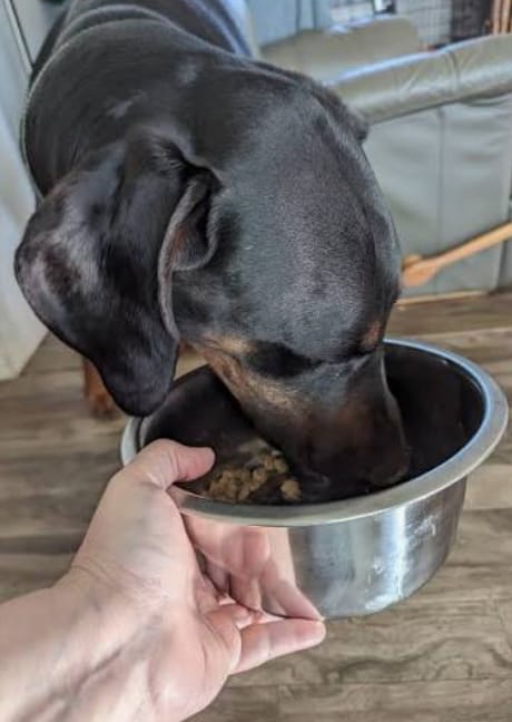 Customer photo review of Allergy & Immune Bites for Dogs