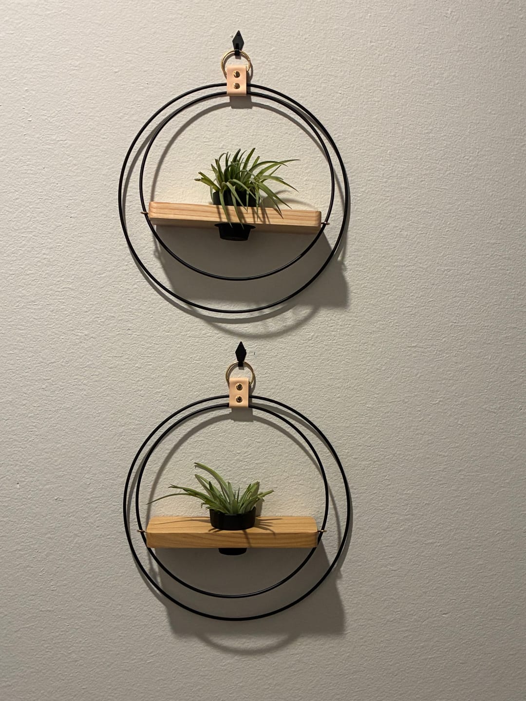 Customer photo review of Air Plant