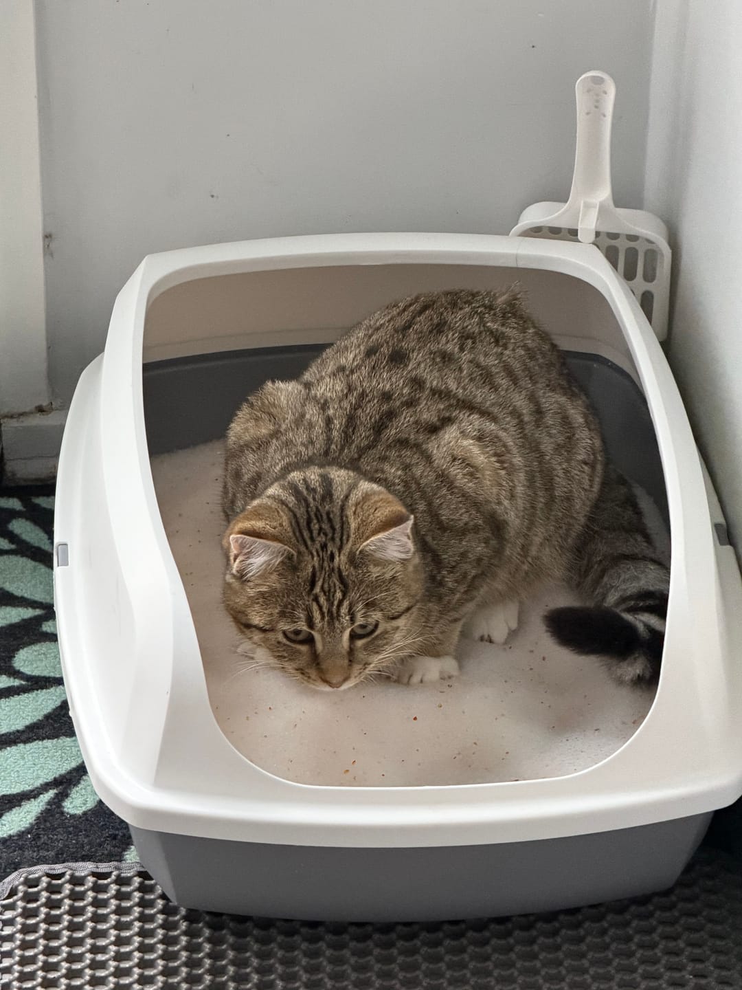 Customer photo review of Fit Litter