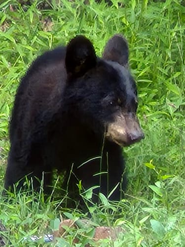 Reviewer's outdoor photo of a black bear in tall green grass, reflecting their love for the Mama Bear's Book Club T-Shirt.