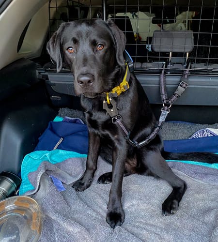 Reviewer's black Labrador sitting in a car boot, secured by a sturdy Headrest Car Seatbelt Safety Travel Accessory.
