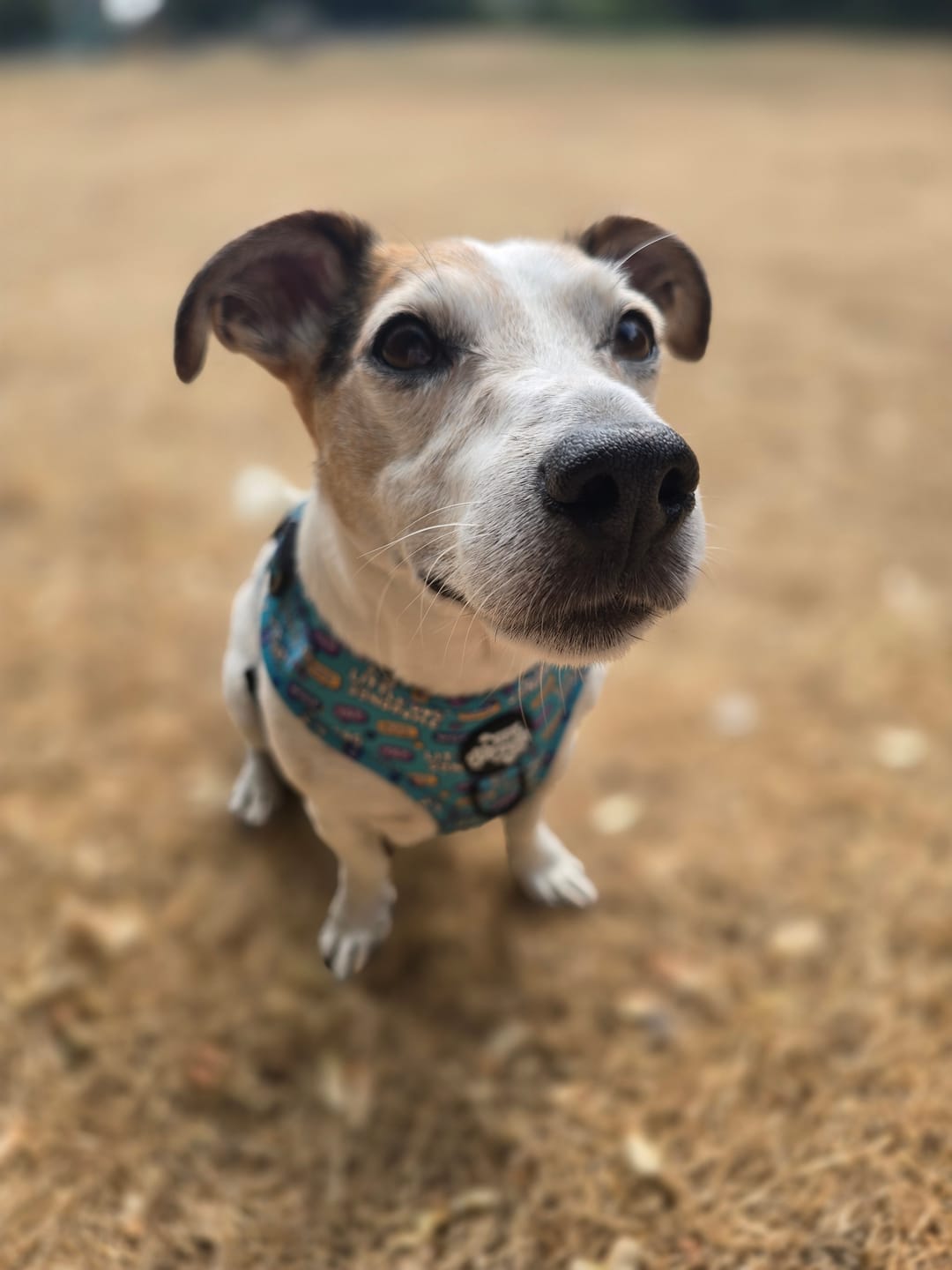 Customer photo review of Little dog syndrome harness