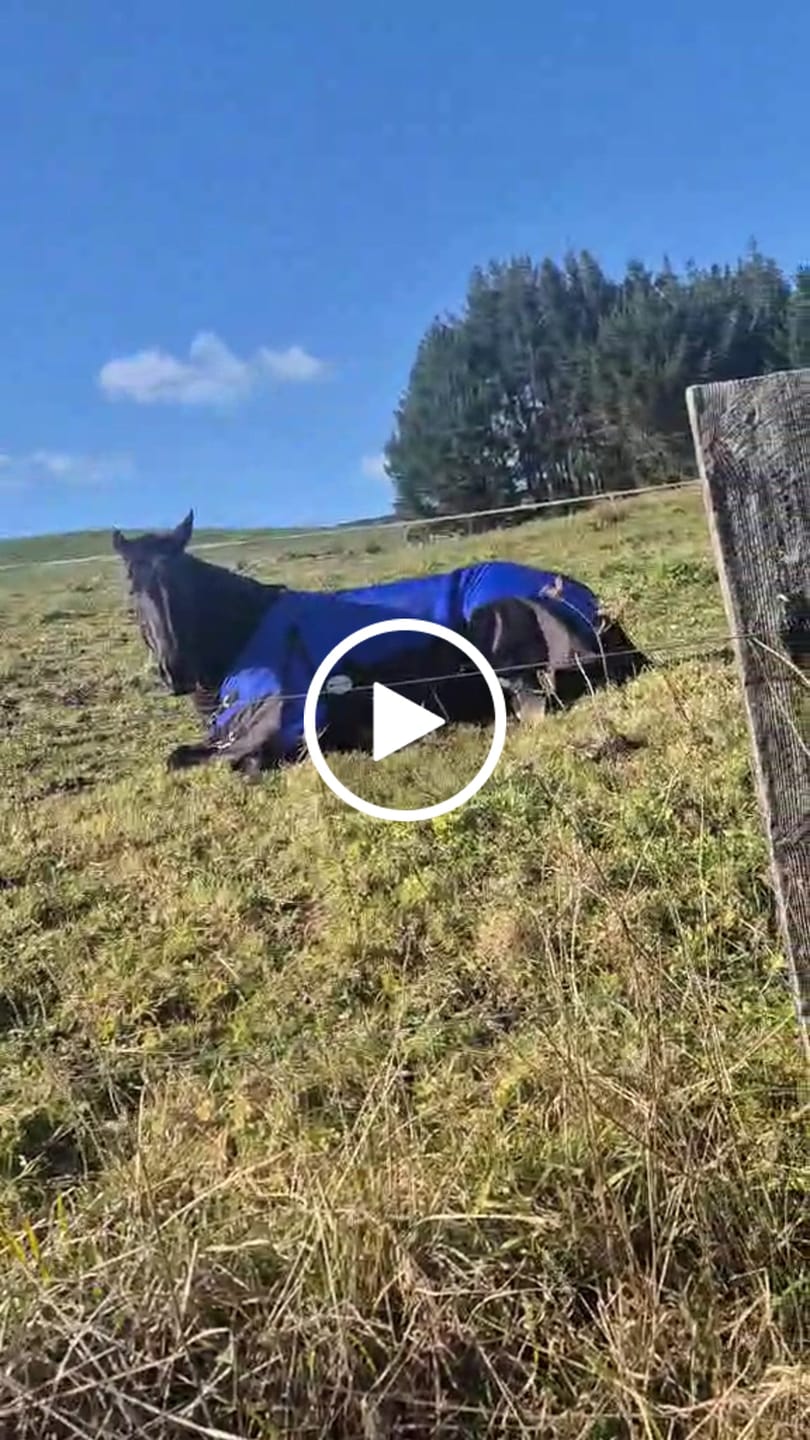 Customer video review of NZ Tack Duke 1200D Standard Neck