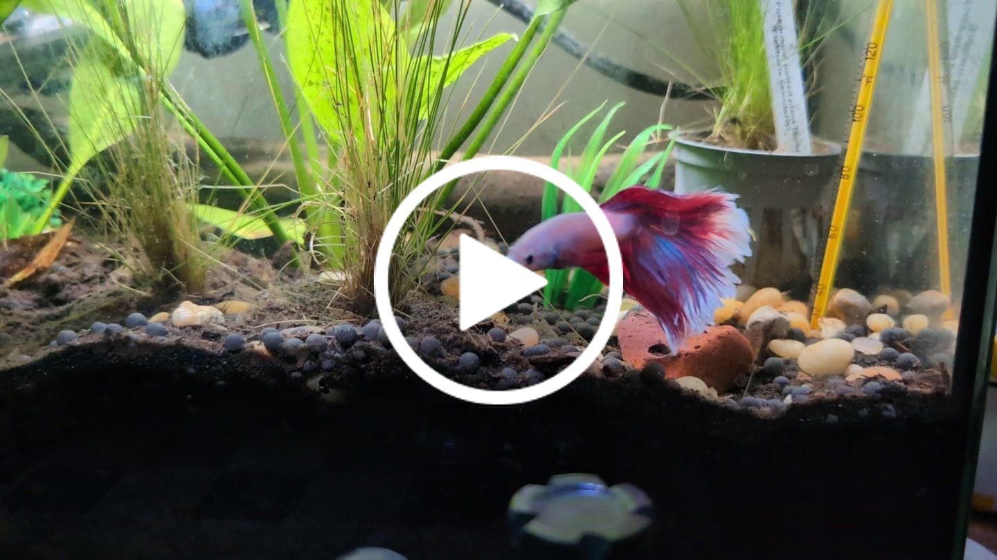 Customer video review of Purple Halfmoon Male Betta Fish | Grower's Pick