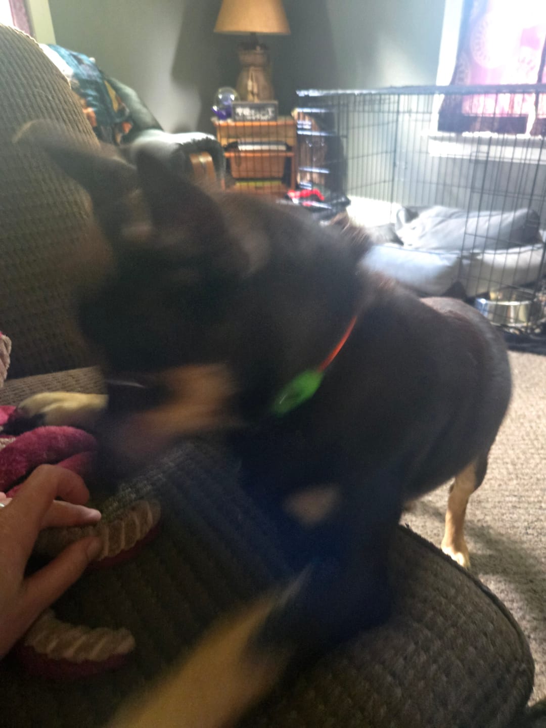 Customer photo review of FurLife™ 12 Months Flea and Tick Free