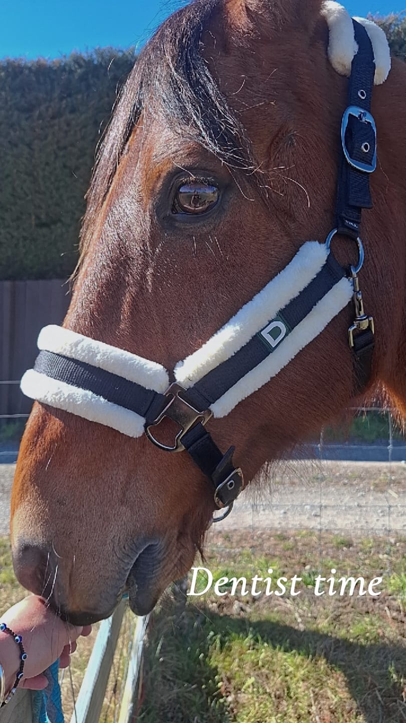 Customer photo review of Dublin Soft Fit Headcollar