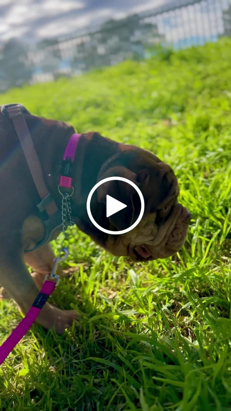 Customer video review of Rogz Utility Control Collar Chain