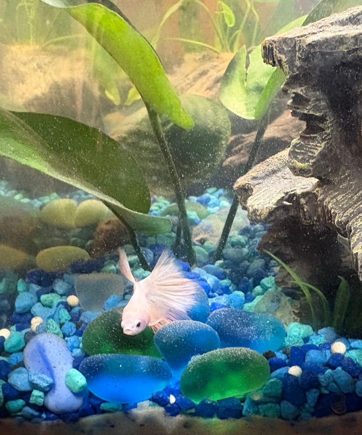 Customer photo review of Pink Halfmoon Male Betta Fish | Grower’s Pick