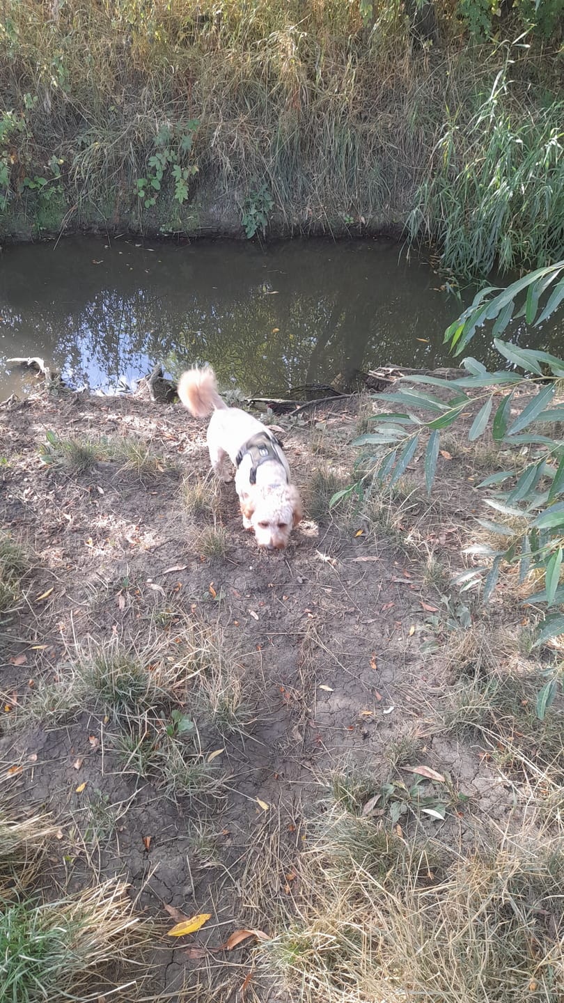 Customer photo review of Trail & Glow® Fabric Dog Lead 5ft - The Khaki One