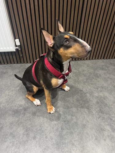 Customer's English Bull Terrier sitting while wearing a burgundy Anti-Pull TRI-Harness.