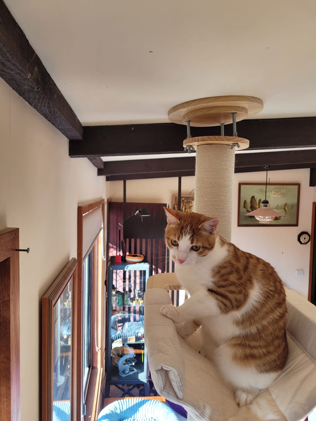 Customer photo review of Solid Wood Adjustable Ceiling-Mounted Cat Tower - Style B