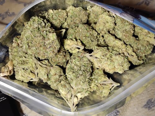 Customer photo review of Blue Crack THCA Flower