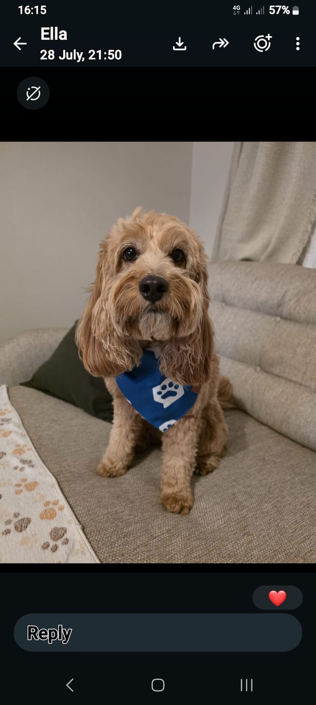 Customer photo review of Bandana