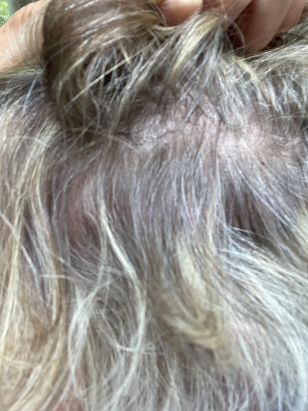 Customer photo review of Seb Natural Calming Serum