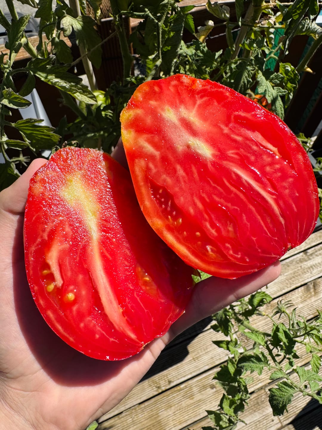 Customer photo review of Tomaten "Ochsenherz" Bioland vom Biohof Laurer aus Landau (weiche, alte Sorte)