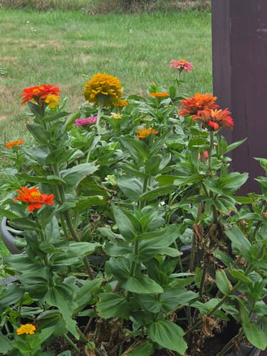 Photo from Robert G.'s garden