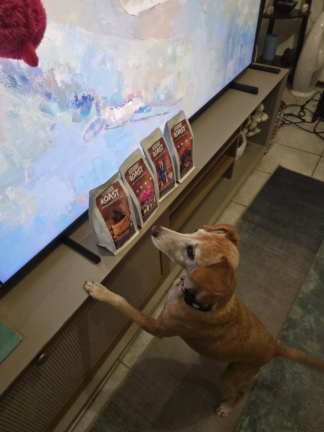 Customer photo review of Everyday Hero (Kogelberg Biosphere Wildlife Rescue) #4